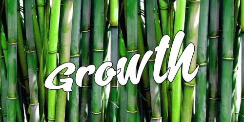 Image of bamboo, with white text reading: growth
