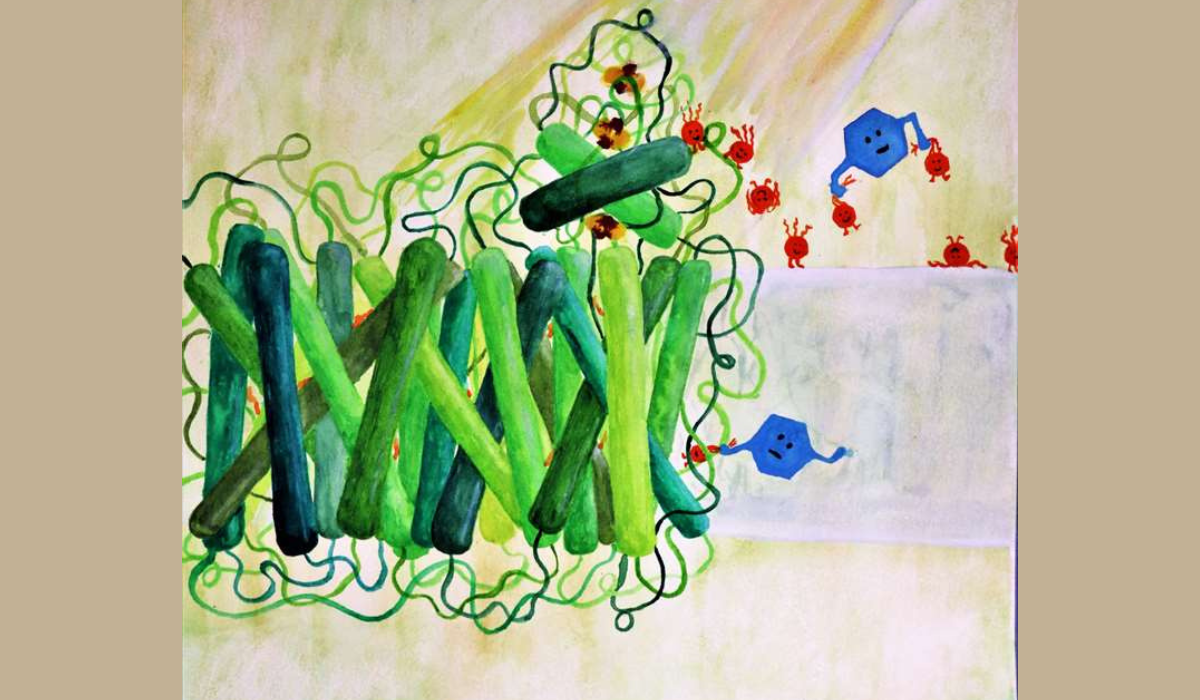 Painting of electrons stolen by DCBQ from photosynthetic reaction centres. Picture: Robin Horton