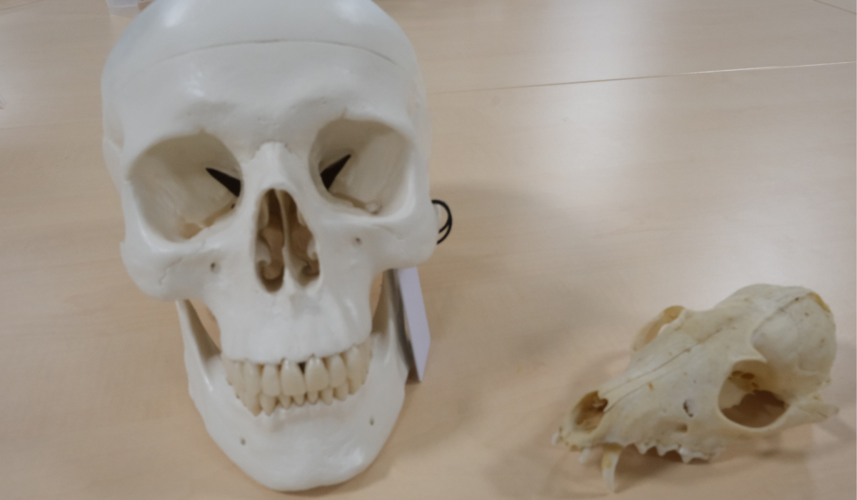 Human and Fox's skulls
